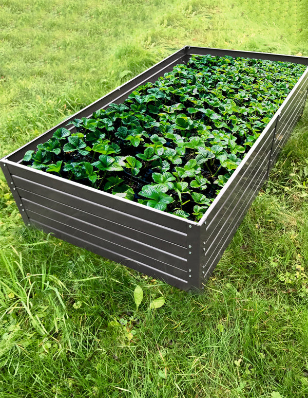 Raised Garden Beds