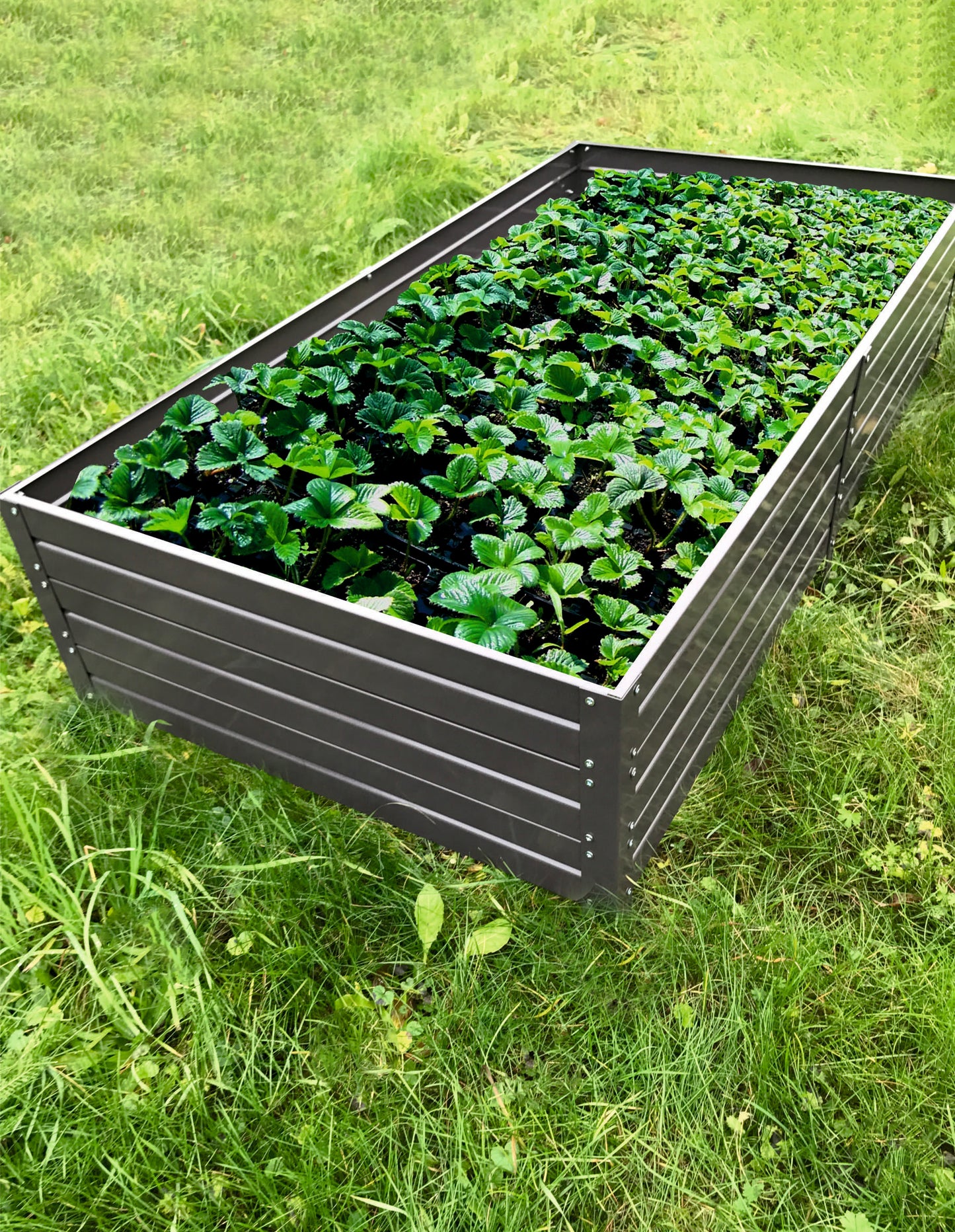 Galvanised steel seed/flower beds